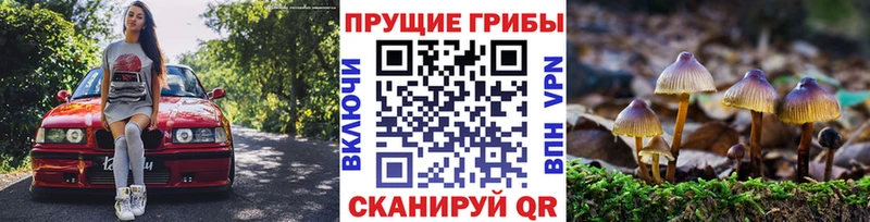 магазин    Вичуга  Галлюциногенные грибы Psilocybine cubensis 